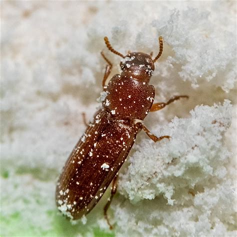 FSS | Fumigation Service & Supply