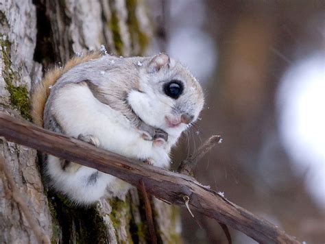 Japanese Flying Squirrel Wallpaper