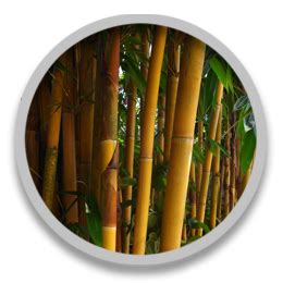 Calathea Lutea Plant For Sale In India | Online plant nursery