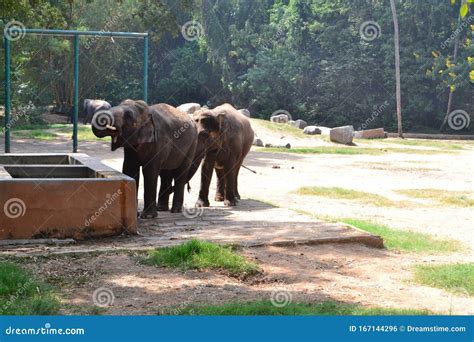 Indian Elephant Eating His Food in Zoological Gardens Stock Photo ...