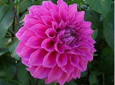 fiore flowers flowers for flower dahlia flowers pictures fiore flowers flowers for flower dahlia flowers pictures