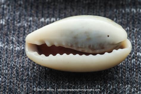 Octopus Shell 的图像结果