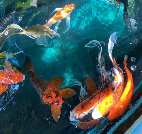 Colorful Koi Fish in Watercolor