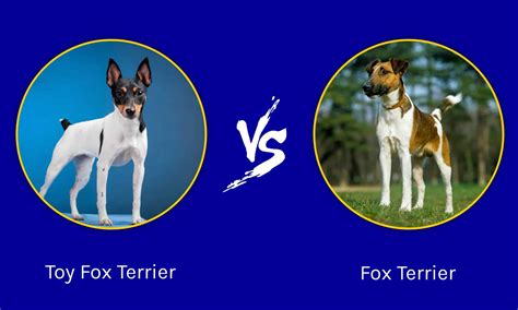 Miniature Fox Terrier Dog