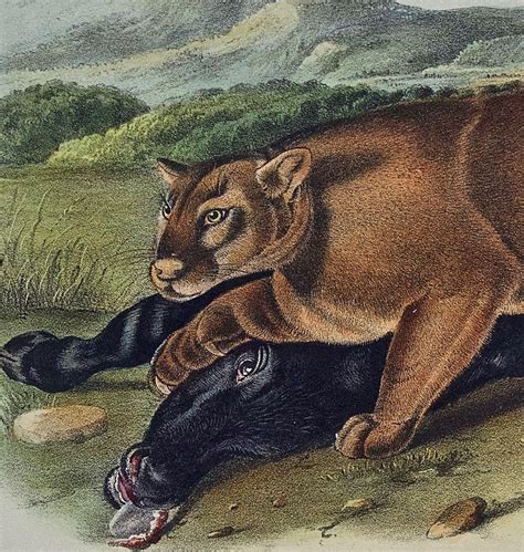 John James Audubon - "The Cougar", an Original 19th C. Audubon Hand ...
