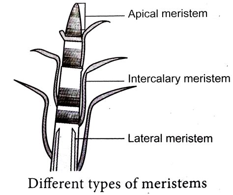 Classify meristem based on position with a simplified diagram.