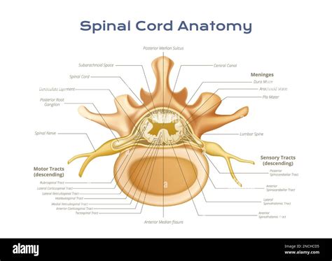 Human Vertebrae Anatomy Spine Diagram Labeling Coloring Word Search Facts - Educational Images ...