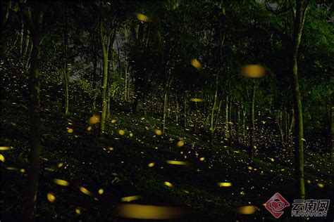 中国科学院西双版纳热带植物园，萤火虫进入观赏期_腾讯新闻