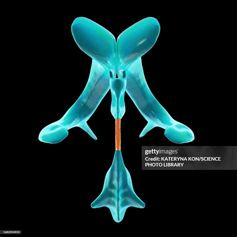 Cerebral Aqueduct Illustration High-Res Vector Graphic - Getty Images