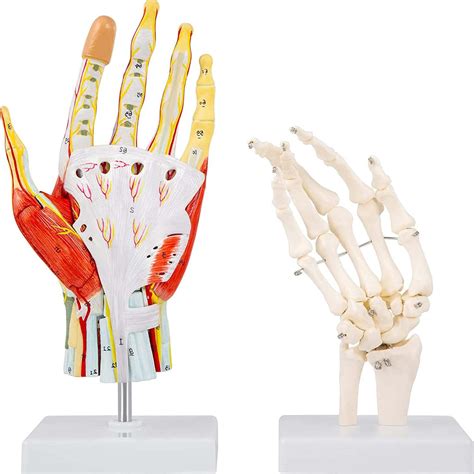 Dytah 7 Part Anatomical Hand Model Ligaments For Anatomy Life ...