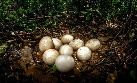 Why We Don’t Eat Turkey Eggs — The Real Reasons They're Missing From ...