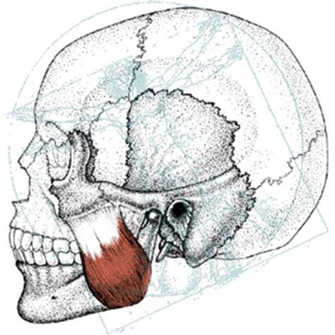 Image result for Masseter Muscle Trigger Point