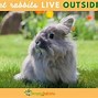 Image result for Pet Rabbits Room