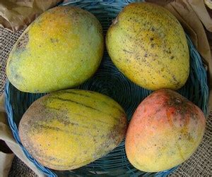 Woody Nursery Mulgoba Mango Plant Price in India - Buy Woody Nursery ...