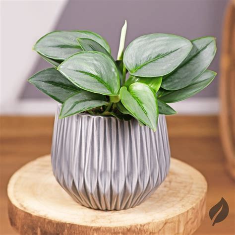 6 Small Houseplants That Pack Big Style for Any Space – Ed's Plant Shop