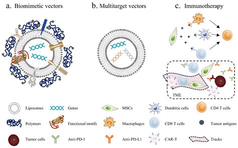 Mesenchymal Stem Cells Engineered by Nonviral Vectors: A Powerful Tool ...