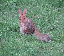 Image result for A Rabbit Mother Comforting Her Bunnies