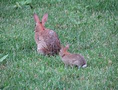 Image result for Mom and Baby Rabbit