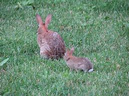 Image result for Baby Rabbit Photos