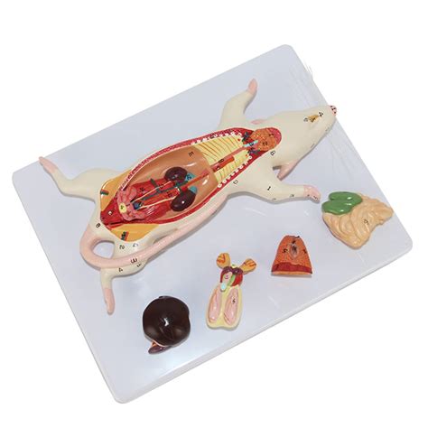 Buy REEBOW GEARAnatomical structure model of mouse organ shape ...