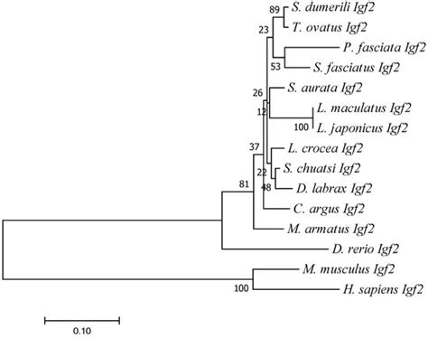 Molecular Cloning, Screening of Single Nucleotide Polymorphisms, and ...