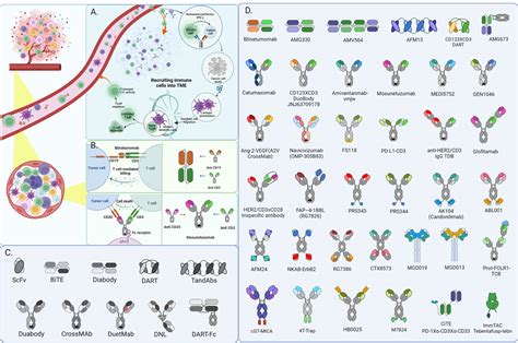 Frontiers | Current landscape and future directions of bispecific ...