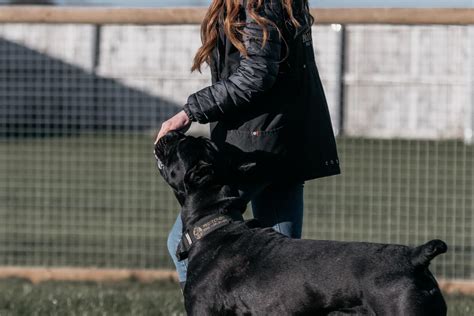 Trained Protection Dogs 的图像结果