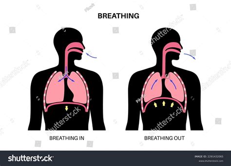 Image result for Respiratory System Breathing Process