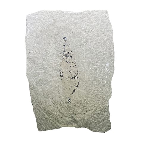 Leaf Fossil – CrystalCaveIndia