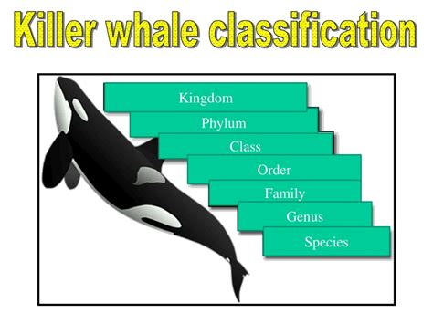 PPT - Classification History PowerPoint Presentation, free download - ID:180466