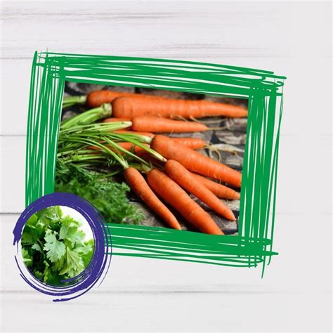 Vegan Vegetable Smoothie Recipe — Roshni Sanghvi