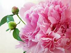 Peony Wallpaper by Peony Wallpapers Free Pixelstalk Net Peony Wallpaper