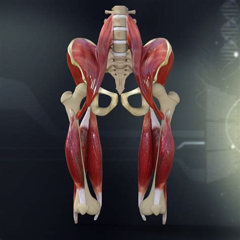 Female Pelvis Diagram: Anatomy, Function Of Bones, Muscles – VNMNM