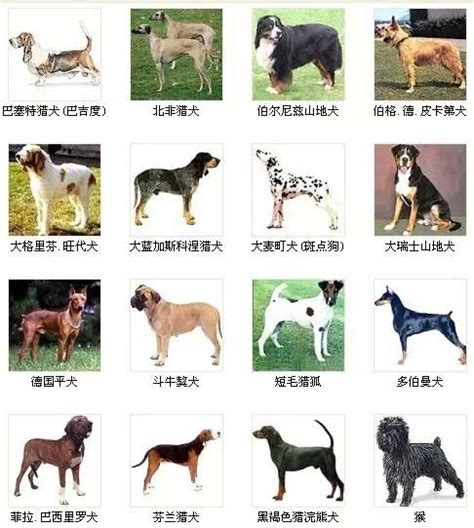 给狗狗“起名字”的7种类型，各有特色 - 知乎