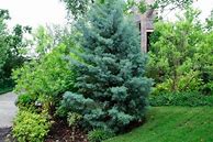 Image result for Carolina Sapphire Cypress Tree