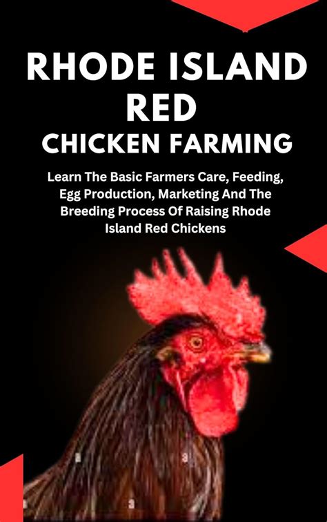 Rhode Island Red Chicken Farming: Learn The Basic Farmers Care, Feeding ...