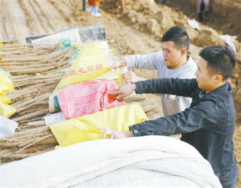 大学生回河南当农民挖山药，头半年就卖出20多万元-大河网