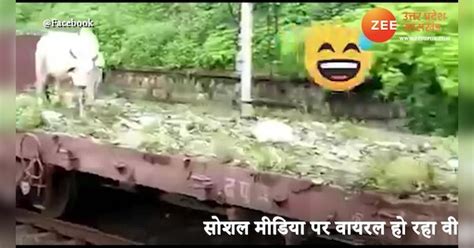 omg rare funny video of bull grazing on moving train viral on social ...