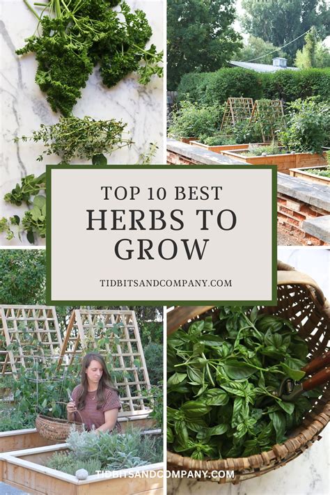 The 10 Best Garden Herbs to Grow at Home - Tidbits