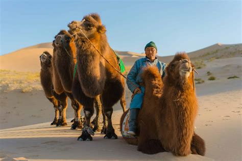 Gobi Desert Animals