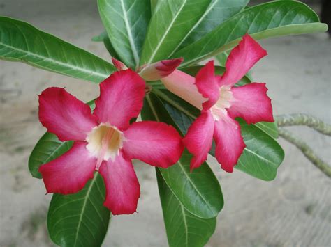 Adenium obesum - Desert Rose | World of Succulents