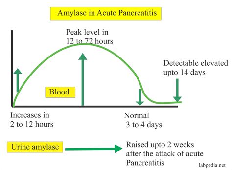 Pancreatic Enzymes Lipase Levels at Kristi Bennett blog