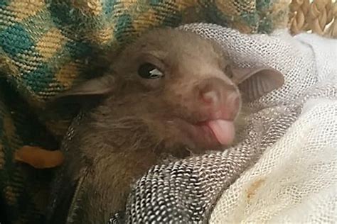 Cute Fruit Bat