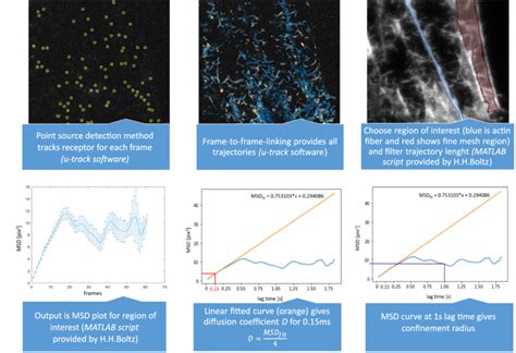 Single Particle Tracking 的图像结果