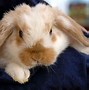 Image result for Holland Lop Bunnies Grey