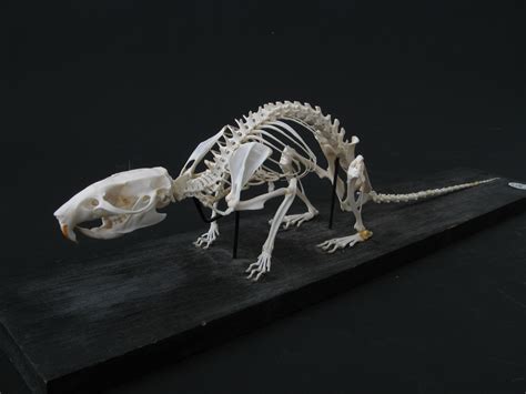 Does Rats Have Bones at Charles Lindquist blog