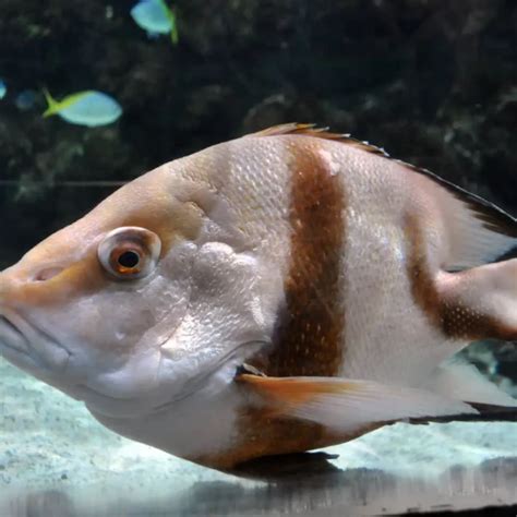 Lutjanus sebae - Facts, Diet, Habitat & Pictures on Animalia.bio