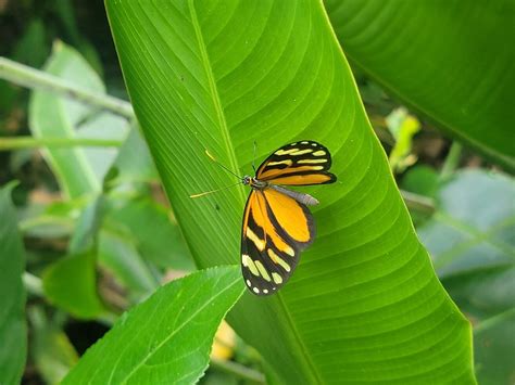 HOTEL AVE DEL PARAISO (San Pedro) - Hotel Reviews, Photos, Rate ...