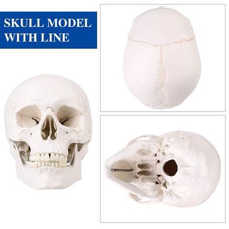 Buy ASINTOD Human Head Skull Medical Anatoical Model, Life Size Adult ...