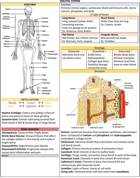 Skeletal System - Human Bones, Structure, Functions & Bone Diseases